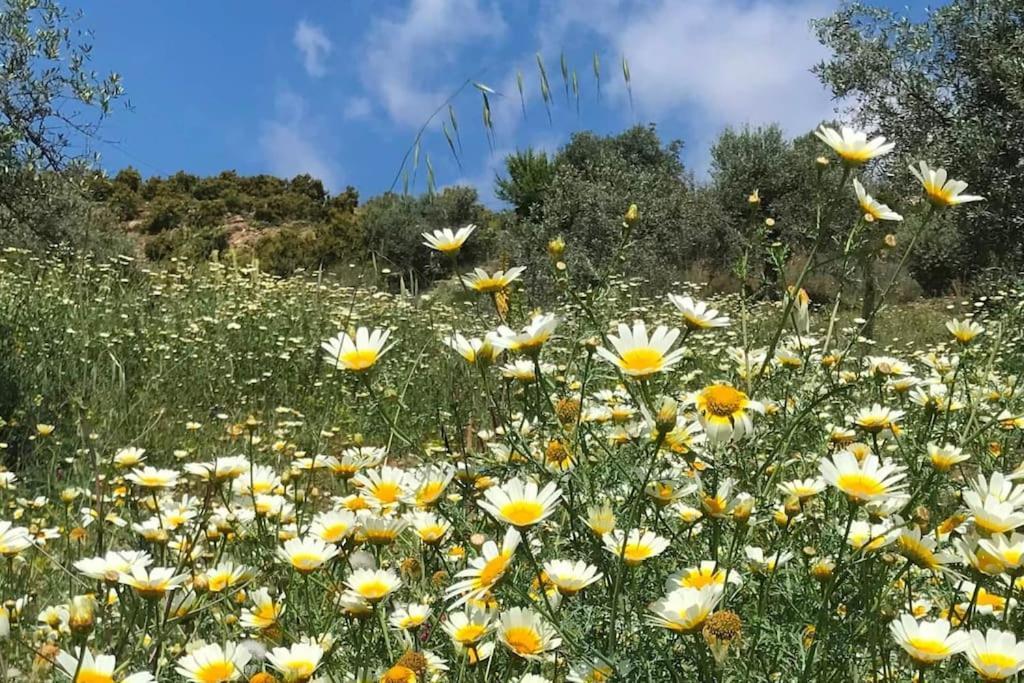 Penthouse Apartment, Cortijo Fruitful Hills Малага Екстериор снимка