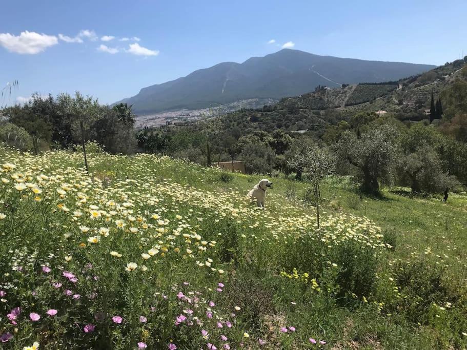 Penthouse Apartment, Cortijo Fruitful Hills Малага Екстериор снимка